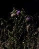 Narratives behind the slow process of restoration II