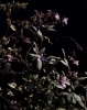 Narratives behind the slow process of restoration IV