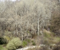 In the Heart of the Woods (1)