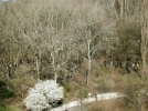 In the Heart of the Woods (2)