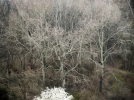 In the Heart of the Woods (4)