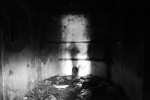 PUPPIES IN TORTURE CHAMBERS, 4