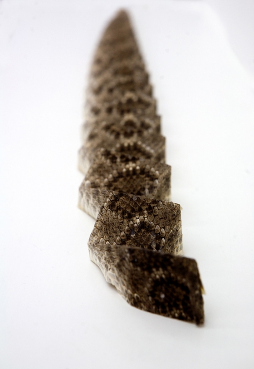 Philip Wiegard: Rattlesake II